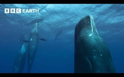 Filming a Family of Whales | The Making of Mammals | BBC Earth