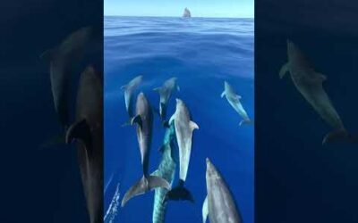 Is there anything more graceful than a leaping group of dolphins? 😍 🐬 #Shorts #Dolphins