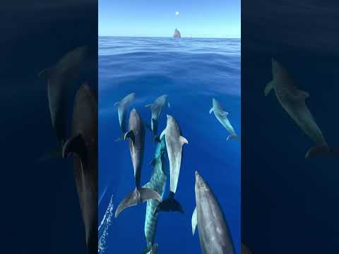 Is there anything more graceful than a leaping group of dolphins? 😍 🐬 #Shorts #Dolphins