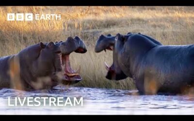 🔴 LIVE: Eight Unmissable Hippo Moments | BBC Earth