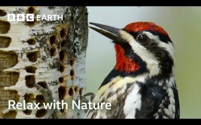 Soothing Bird ASMR in American Forest | Animal ASMR | BBC Earth