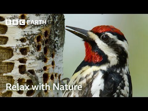 Soothing Bird ASMR in American Forest | Animal ASMR | BBC Earth