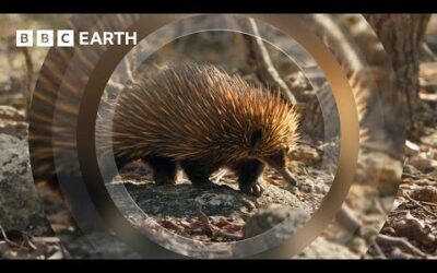 This Spiky Animal Blows Snot Bubbles | 4K UHD | Mammals | BBC Earth