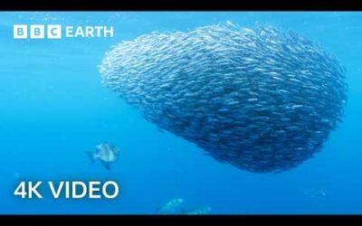 Open Ocean Oasis of Life | North Atlantic: The Dark Ocean | 4K UHD | BBC Earth