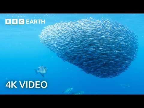 Open Ocean Oasis of Life | North Atlantic: The Dark Ocean | 4K UHD | BBC Earth