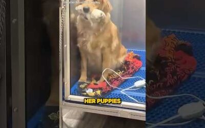 A Golden Retriever proudly displays her new puppy #shorts