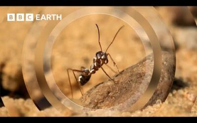 The Fastest Ant on Earth | Earth’s Great Seasons | BBC Earth