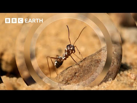 The Fastest Ant on Earth | Earth’s Great Seasons | BBC Earth