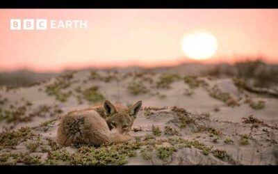 A Journey Through the Baja Desert | Mammals | BBC Earth