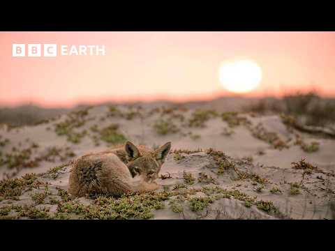 A Journey Through the Baja Desert | Mammals | BBC Earth