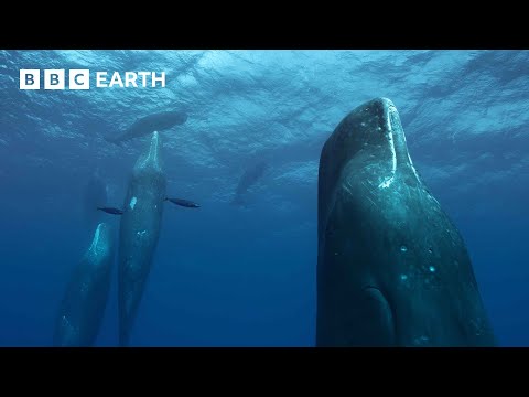 Filming a Family of Whales | The Making of Mammals | BBC Earth