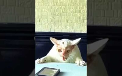 funny cats 😂 episode 13 #shorts