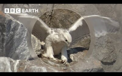 A Baby Falcon’s First Flight | Animal Babies | BBC Earth