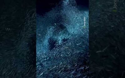 A school of fish is a group of the same species, a shoal is when different species swim together 🐟