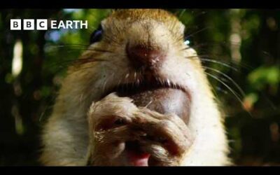 Cheeky Chipmunk Steals Neighbour’s Acorn Supply | Earth’s Great Seasons | BBC Earth