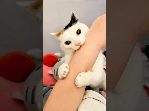 funny cats 😂 episode 21 #shorts