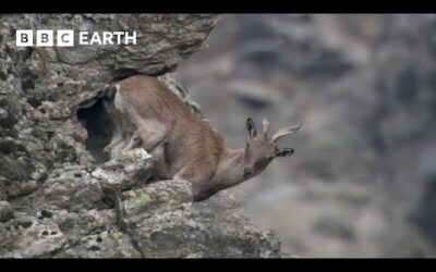 Baby Goats do Parkour to Escape a Leopard | Animal Babies | BBC Earth