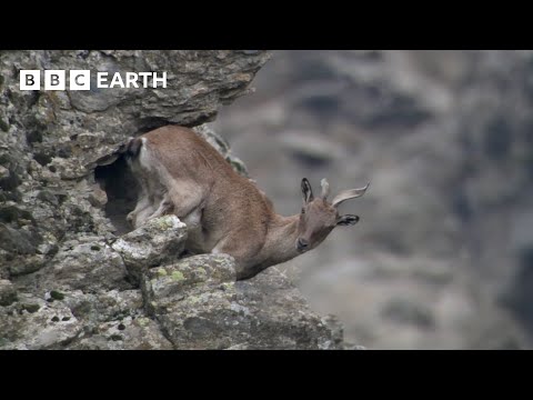 Baby Goats do Parkour to Escape a Leopard | Animal Babies | BBC Earth