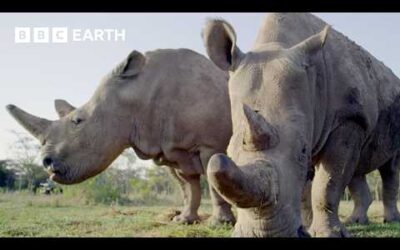 5 Amazing Rhino Conservation Moments | BBC Earth