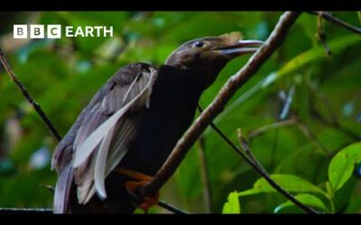 Extraordinarily Rare Birds of Paradise Sighting | Bill Bailey’s Jungle Hero | BBC Earth