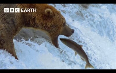 Grizzly Bears Catching Salmon | Earth’s Great Seasons | BBC Earth