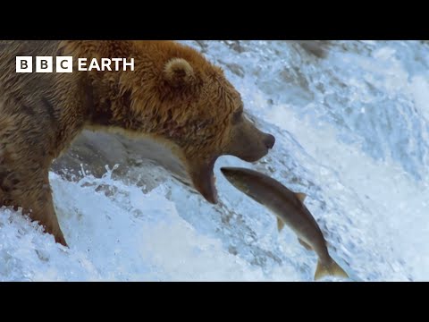 Grizzly Bears Catching Salmon | Earth’s Great Seasons | BBC Earth