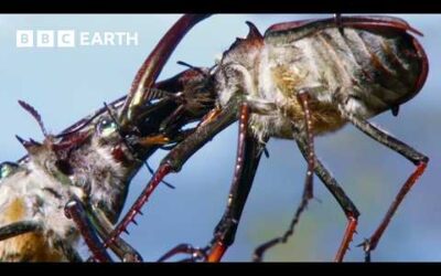 Beetle’s Brutal Battle for Love | Earth’s Great Seasons | BBC Earth