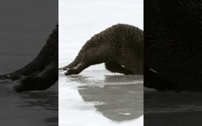 This playful otter is sliding on its belly to glide along the ice 🦦 #Shorts