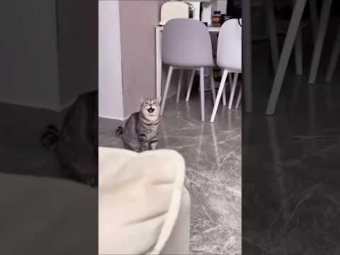 funny cats 😂 episode 35 #shorts