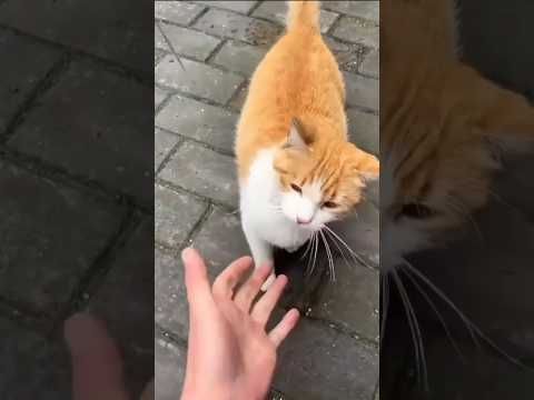 funny cats 😂 episode 36 #shorts