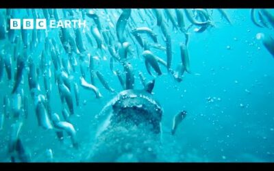 Will This Penguin Parent Find Food in Time? | Animals With Cameras | BBC Earth