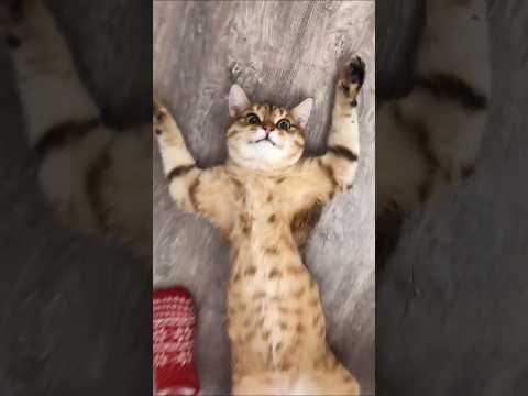 funny cats 😂 episode 37 #shorts