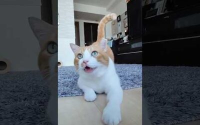 funny cats 😂 episode 38 #shorts