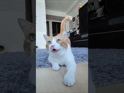 funny cats 😂 episode 38 #shorts