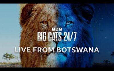 Big Cats 24/7 LIVE from Botswana