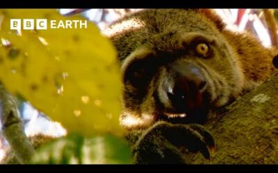 Finding the Incredibly Rare Bear Cuscus from Indonesia | Bill Bailey’s Jungle Hero | BBC Earth