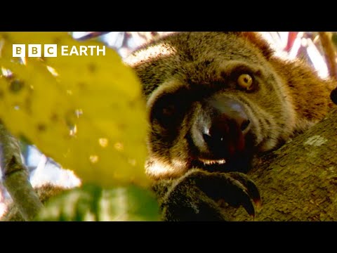 Finding the Incredibly Rare Bear Cuscus from Indonesia | Bill Bailey’s Jungle Hero | BBC Earth