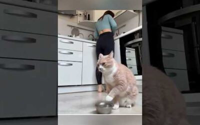 funny cats 😂 episode 43 #shorts