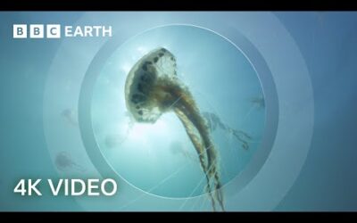 The Secret World of Jellyfish | North Atlantic: The Dark Ocean | 4K UHD | BBC Earth