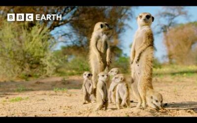 What’s it Like to be a Meerkat? | Animals With Cameras | BBC Earth