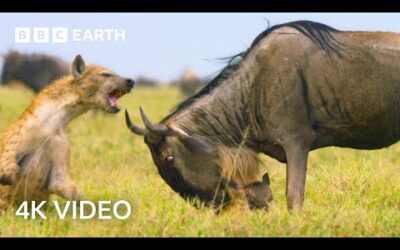 Newborn Wildebeest Immediately Hunted by Predators | A Perfect Planet | 4K UHD | BBC Earth