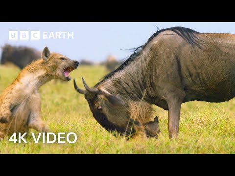 Newborn Wildebeest Immediately Hunted by Predators | A Perfect Planet | 4K UHD | BBC Earth