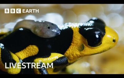 🔴 LIVE: Two Hours of Incredible Nature Scenes | BBC Earth