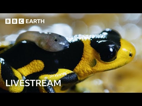 🔴 LIVE: Two Hours of Incredible Nature Scenes | BBC Earth