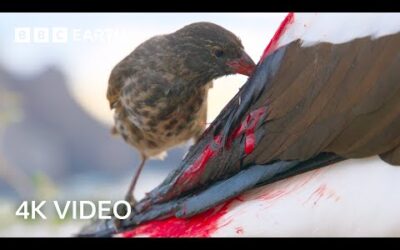 Bloodthirsty Birds turn into Vampires | A Perfect Planet | 4K UHD | BBC Earth