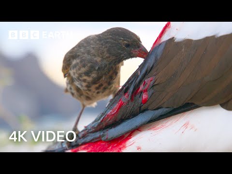 Bloodthirsty Birds turn into Vampires | A Perfect Planet | 4K UHD | BBC Earth