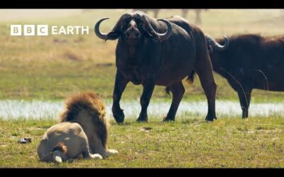 Lion Cubs vs Buffalo Herd: Will they escape? | BBC Earth