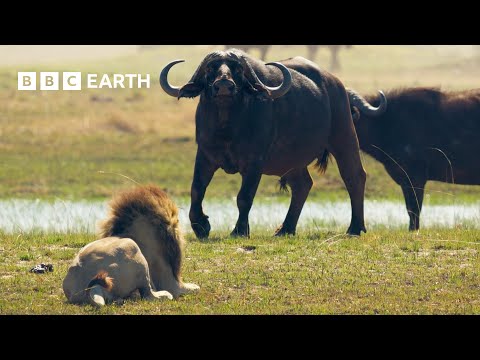 Lion Cubs vs Buffalo Herd: Will they escape? | BBC Earth