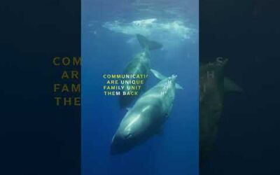 Sperm Whale Calls 🔈 | OceanXplorers