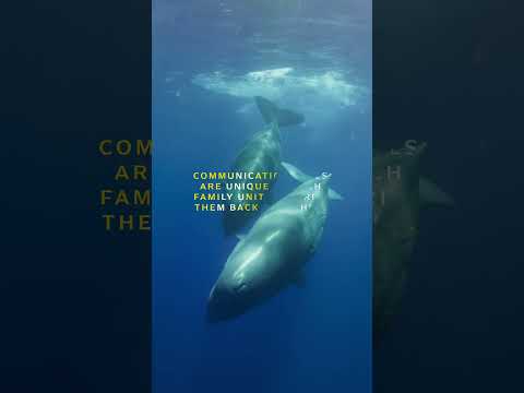 Sperm Whale Calls 🔈 | OceanXplorers